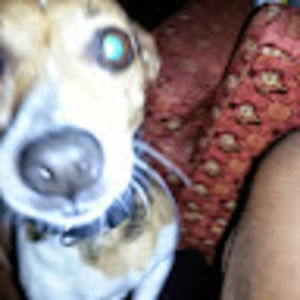 Meet your Posher, Perry